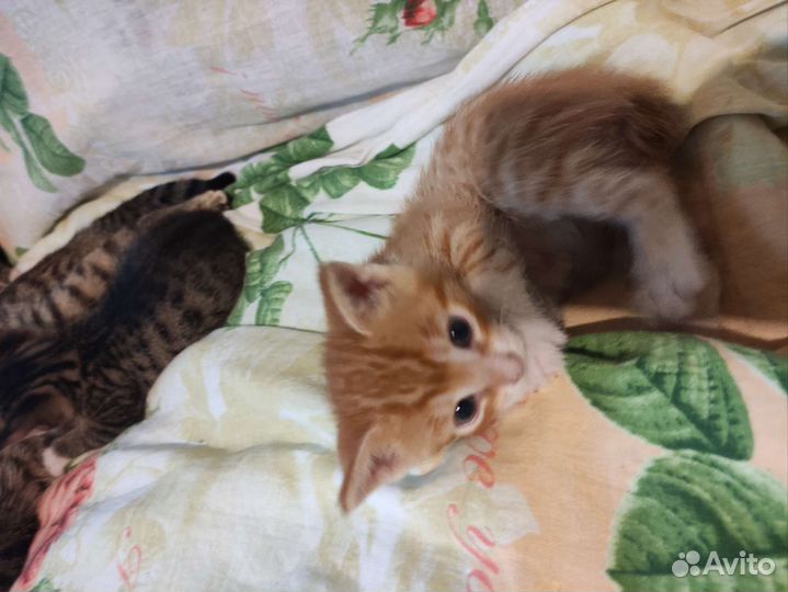 Котята в добрые руки бесплатно