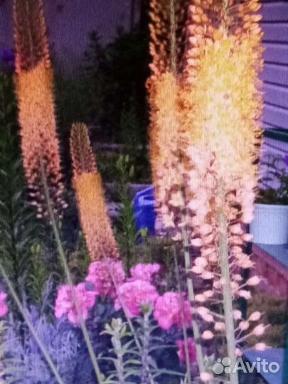 Садовые цветы многолетники