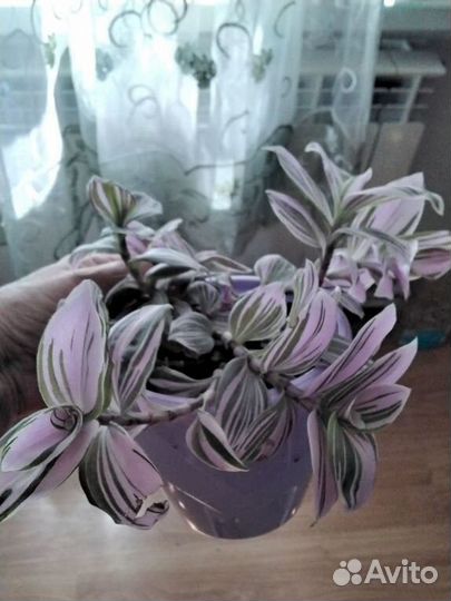 Много сортовых традэесканций