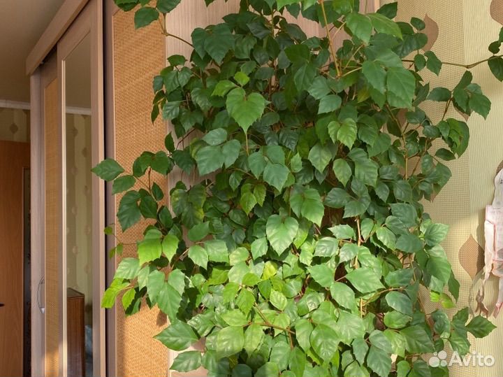 Комнатные растения цветы большие