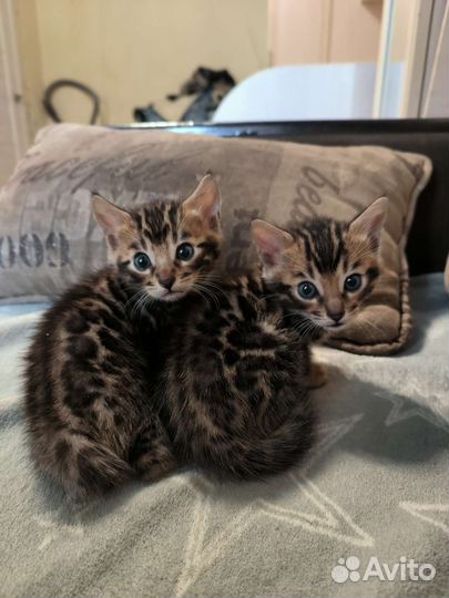 Продажа бенгальских котят