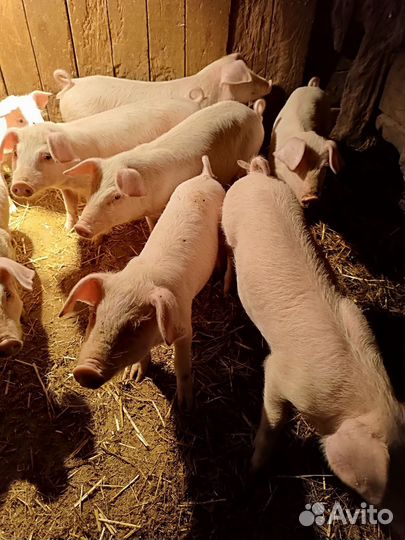 Поросята ландрас