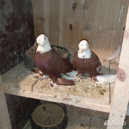 Голуби благодарненские