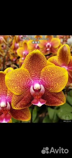 Орхидея Sogo lawrence
