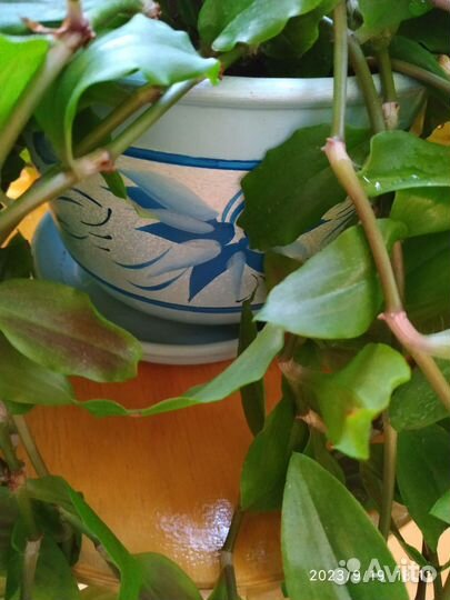 Комнатные цветы