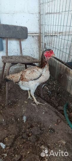 Бойцовые петухи,куры