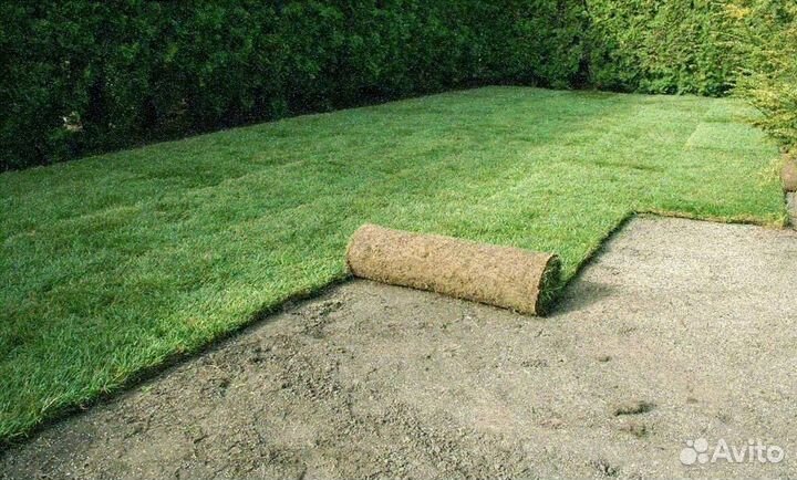 Рулонные газоны