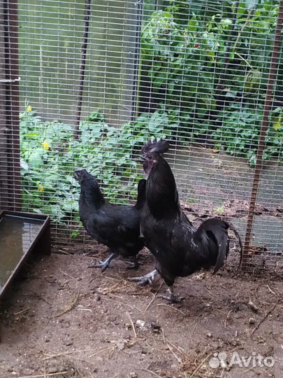 Чёрные куры ухейилюй