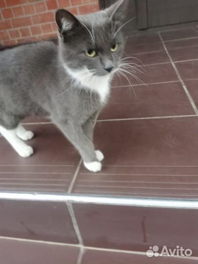 Кошки ищут дом