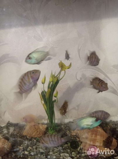 Аквариум