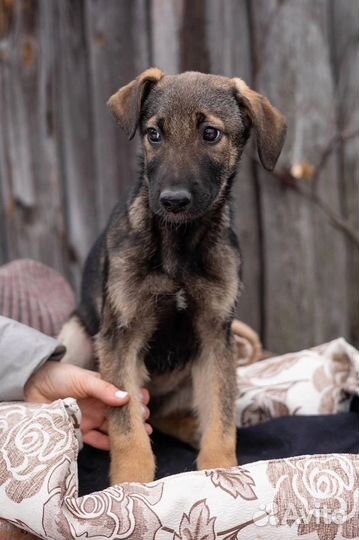 Щенок в добрые руки бесплатно