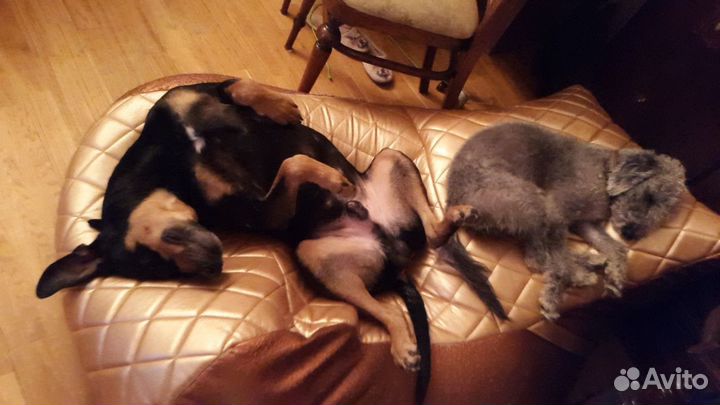 Домашняя передержка для собак м. Новослободская