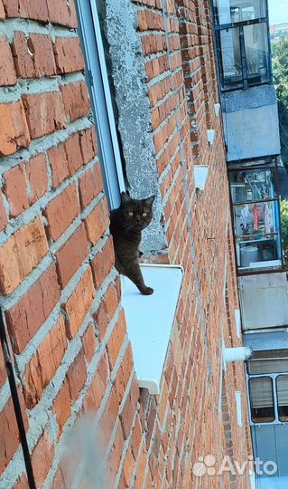 Ветеринарный врач