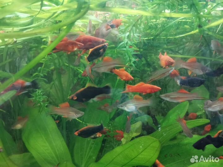 Аквариумные рыбки