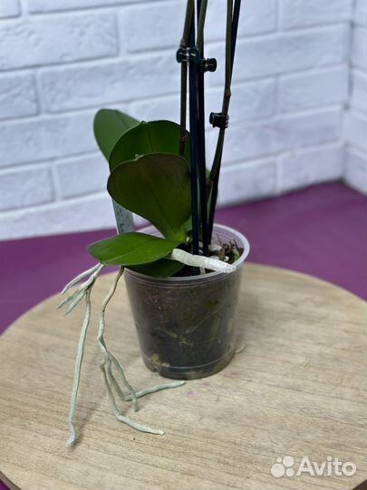 Орхидея фаленопсис