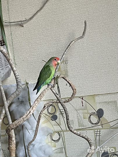 Попугай неразлучники с клеткой