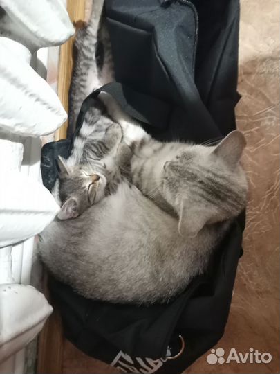 Котенок мальчик