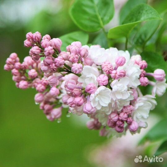 Саженцы сирени