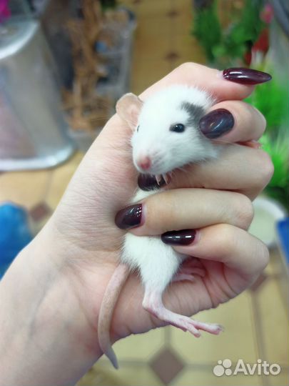 Крысы декоративные