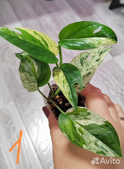 Сциндапсус эпипремнум