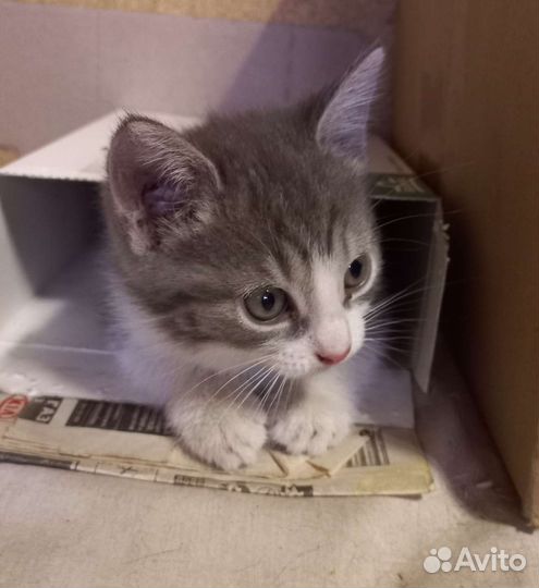 Котенок очаровашка уже в городе