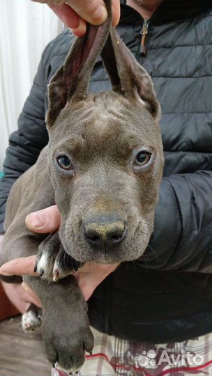 Щенки питбультерьера