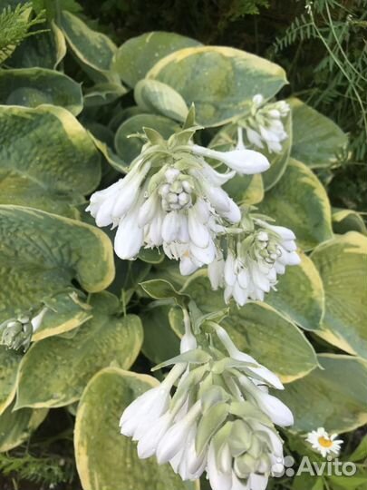 Хоста с желтой каймой