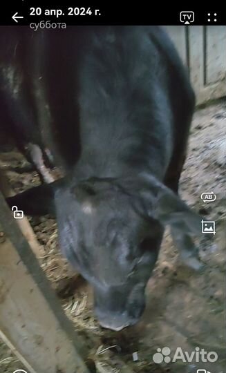 Бык на мясо