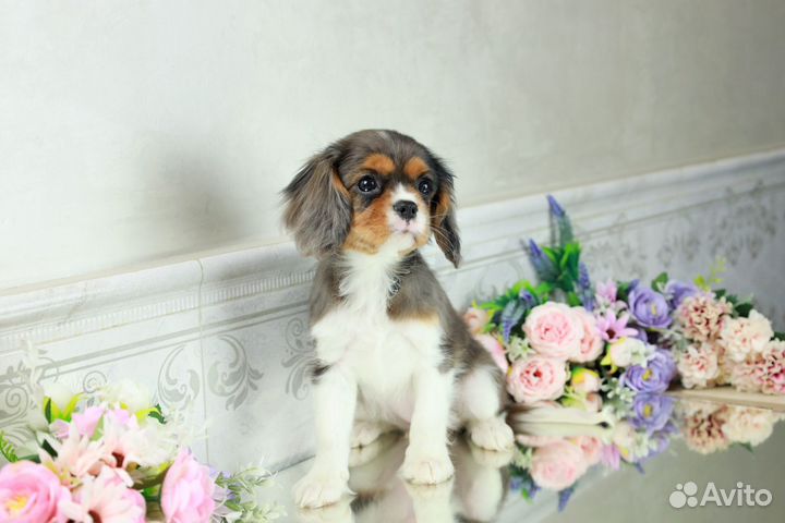 Роскошная малышка Кавалер Кинг Чарльз спаниель