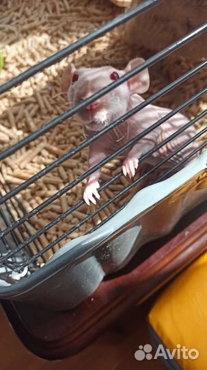 Уход за животными