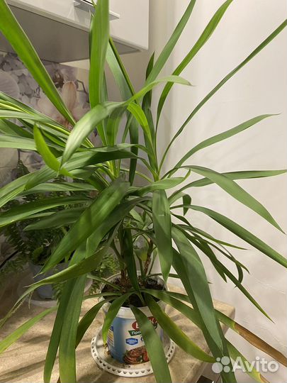 Комнатные растения