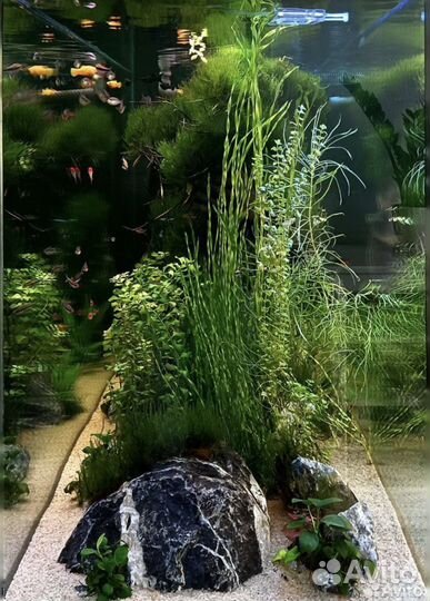 Обслуживание аквариумов