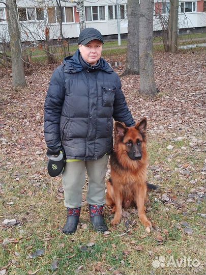 Погуляю с вашей собакой,покормлю и помою лапы