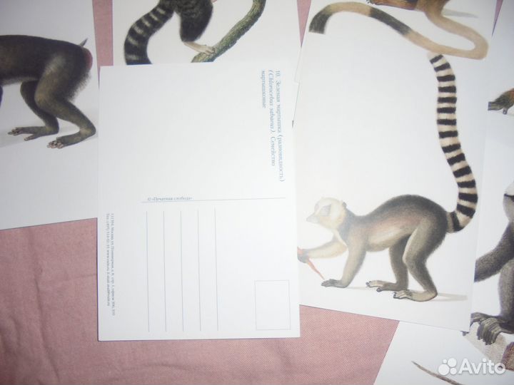 Наб 15 откр Обезьяны бг