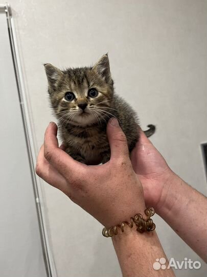 Котенок(девочка)