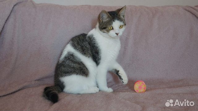 Котик в добрые руки