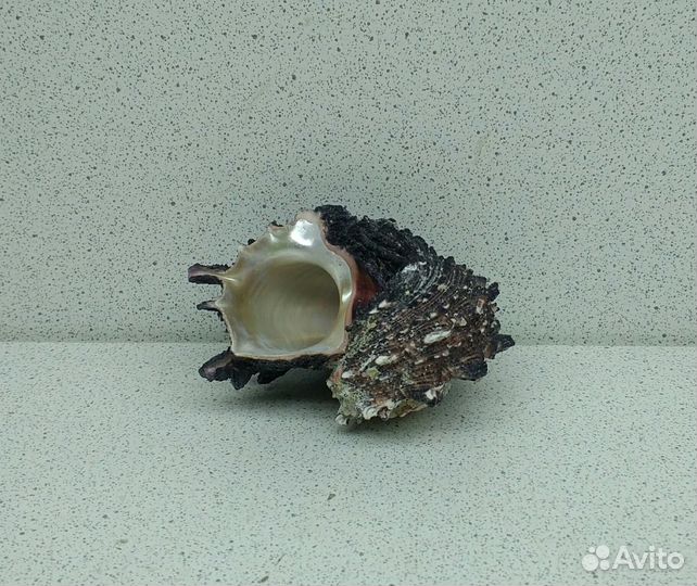 Ангария 6 морская ракушка раковина