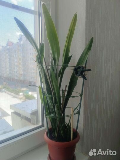 Сансевиерия