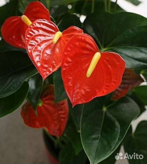 Антуриум красный