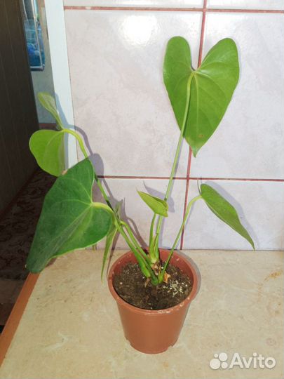 Комнатные растения цветущие