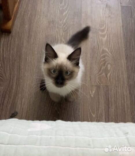 Невский маскарадный кот