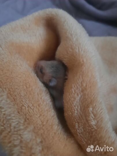 Сирийский хомяк бесплатно