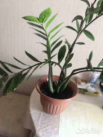 Замиокулькас