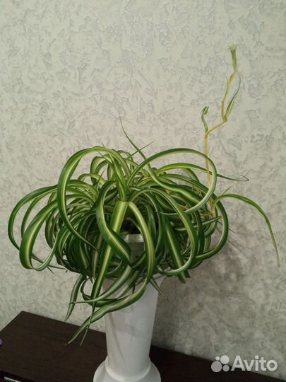 Хлорофитум кудрявый