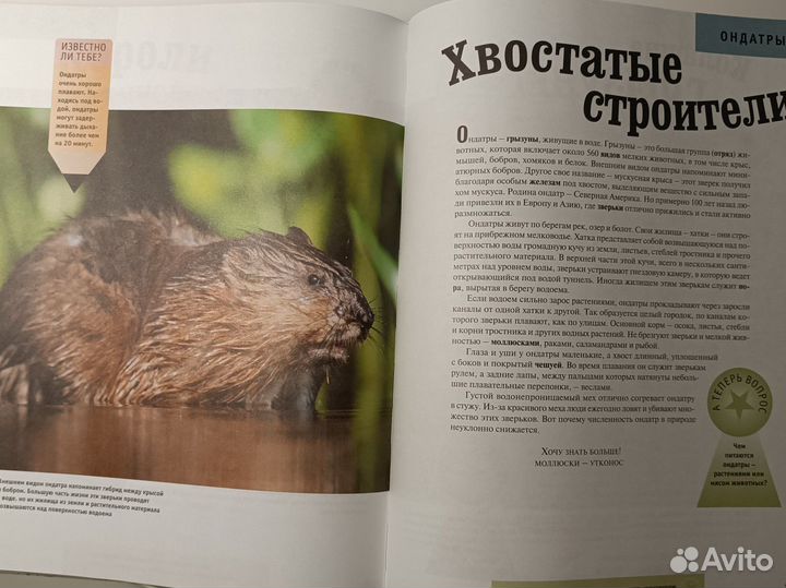 Детская энциклопедия