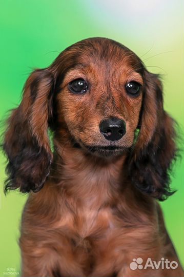 Такса тигровая