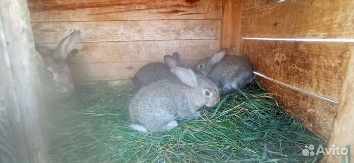 Кролики мясных пород