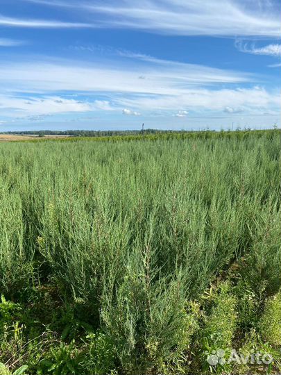 Можжевельник Блю Эрроу