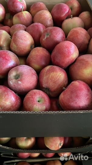 Яблоки опт доставка