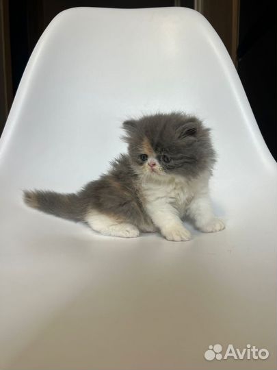 Котенок персидской породы